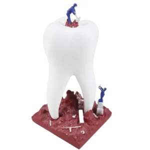 Dental Sculpture with 2 Small Craftsman MD- 112